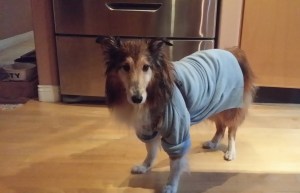 This is what I did with my old cashmere sweaters