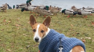 How about NOW? NOW can I chase them?