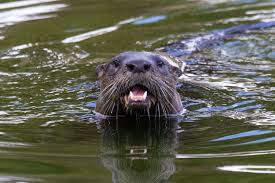 I otter keep Jack on a leash more often because he chased this big guy all the way to the water.