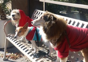 Trigger, Jack & Jia Jia do Vegas