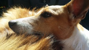 Jack uses Jia Jia as a pillow - whatever is available