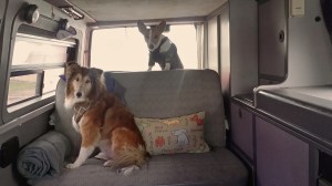 speaking of Monkeys...