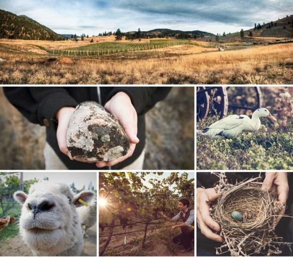 The certified organic four-hectare (nice acres) Switchback Vineyard is home to sheep, chickens and ducks.