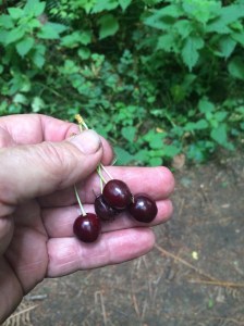 Freshly picked wild cherries