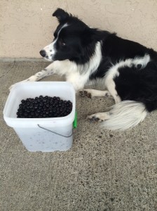 Taylor is guarding the bucket of cherries
