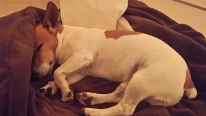 Too much excitement for one day