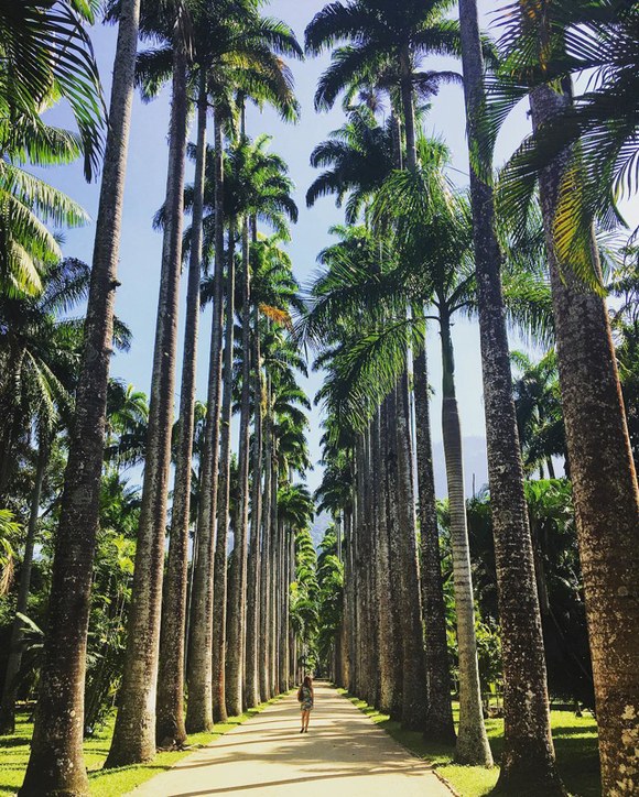 Rio de Janeiro Botanical Garden