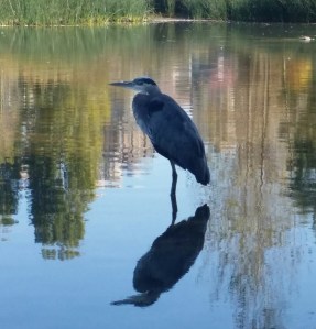 blueheron2
