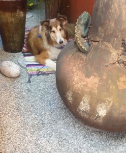 Jia Jia likes to escape & meditate in his little hideaway spot.