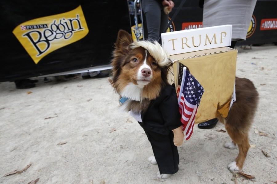 Ruby, an Australian Shepherd-mix proudly struts her alter ego as Donald Trump at the Tompkins Square Halloween Dog Parade. Jason DeCrow/Invision for Purina Beggin'/AP Images