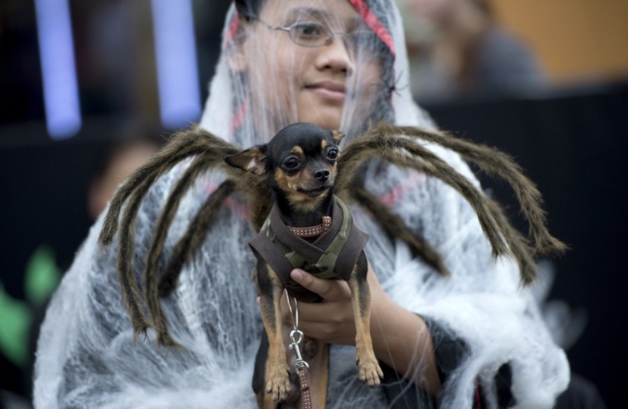 A child holds a dog dressed in a spider costume during the Cats and Dogs Halloween costume competition in Manila. NOEL CELIS/AFP/Getty Images 