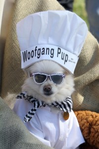 Bella Luna, a Pomeranian, is dressed as a chef at a Halloween costume parade in Long Beach, Calif. ROBYN BECK/AFP/Getty Images 