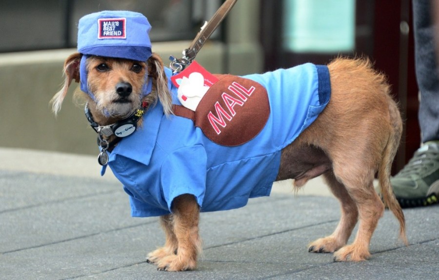 Daschund-Terrier mix Robin, dressed as a 'Mailman' in Old Town Pasadena. FREDERIC J. BROWN/AFP/Getty Images 