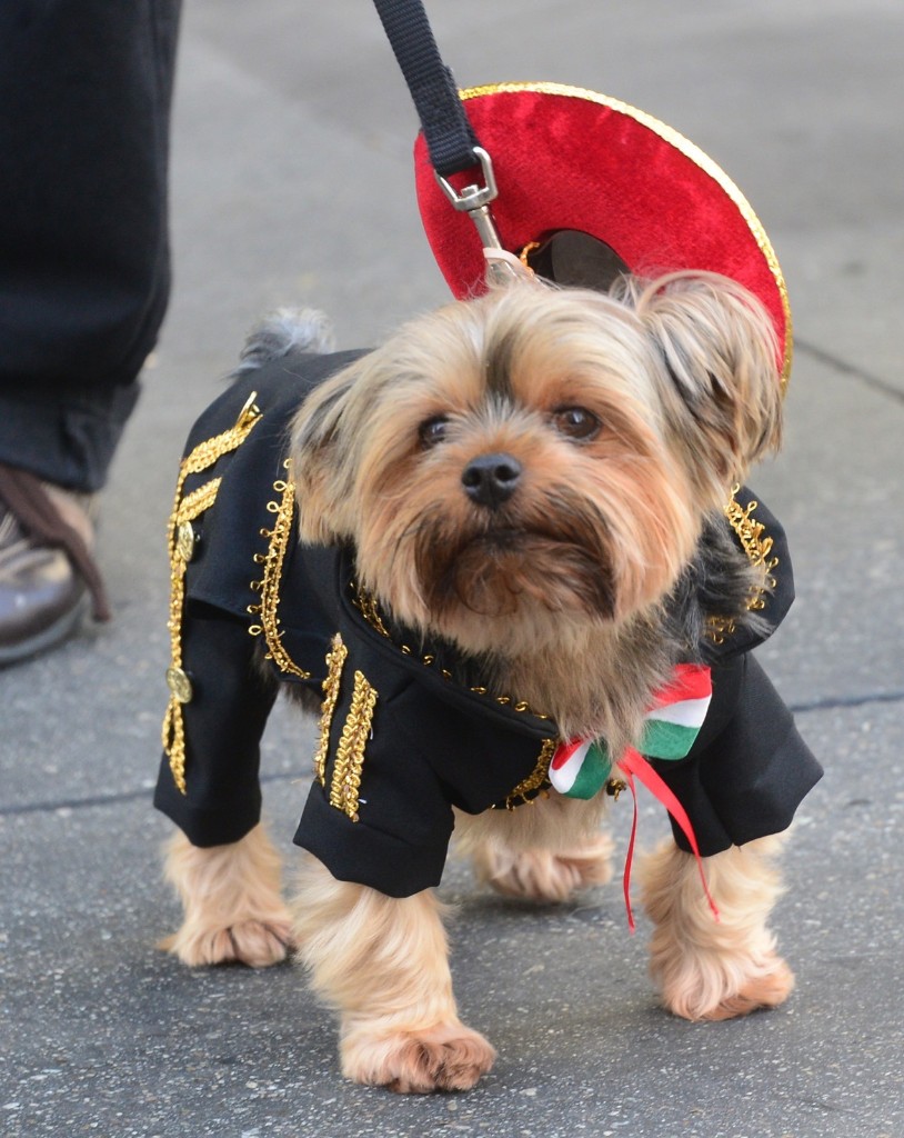 Yorkshire Terrier Chester, dressed as a 'Mariachi' in Pasadena, Calif. FREDERIC J. BROWN/AFP/Getty Images 