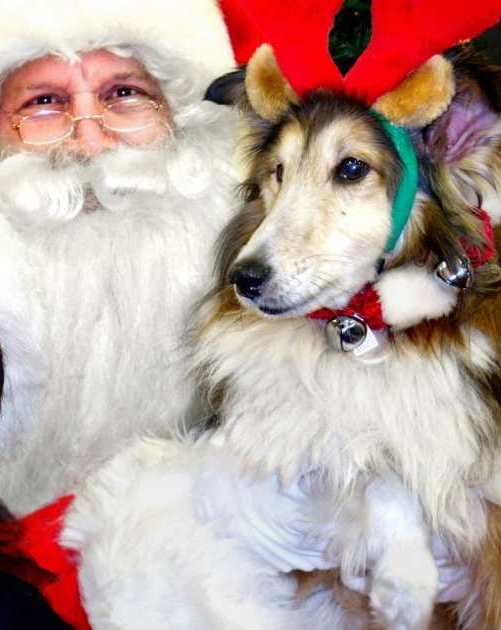 Love On A Leash's Tammy Preast and Frank Dueck held a benefit for the Dhana Metta Rescue Society where, at age 14, Sheltie Jia Jia may have been a little old to still believe in Santa Claus. MALCOLM PARRY / PNG