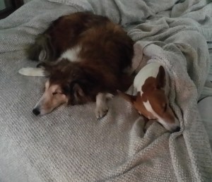 You can always learn something from an older dog