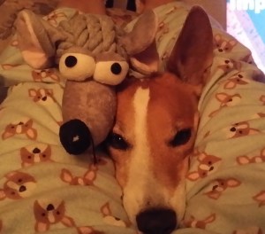 And then he loves to rest after a busy day...usually on my pj's.