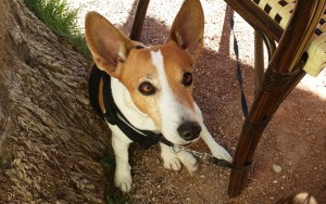 Jack's birthday is today - he turns 7!